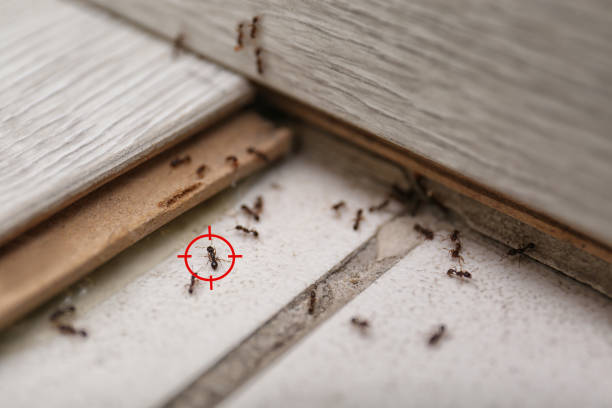 Best Local Pest Control Services  in Munford, AL