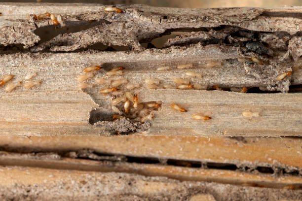 Pest Control Cost in Munford, AL