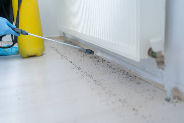 Best Flea Control Services  in Munford, AL